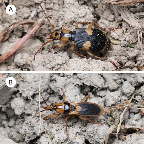 Bombardier beetle vs. assassin bug: Mimetic interactions via a shared ...