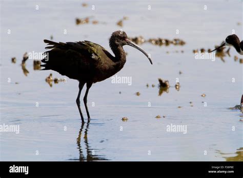 White Faced Ibis Plegadis Chihi Feeding In Shallow Water At Kealia