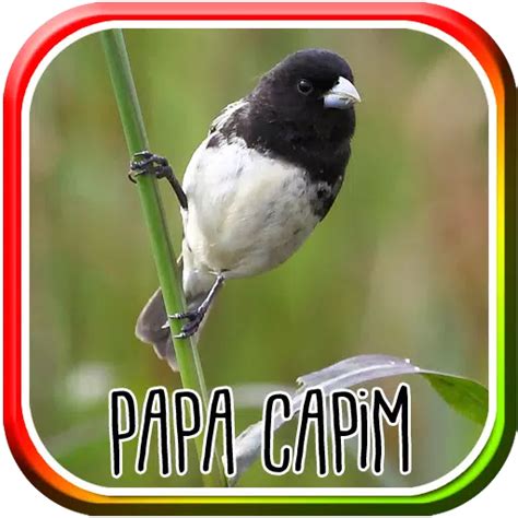 Som do Papa Capim Tui Tui Google Play 앱