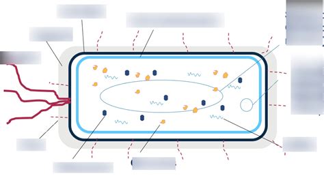 Key Structures Of A Generalised Bacterium Diagram Quizlet