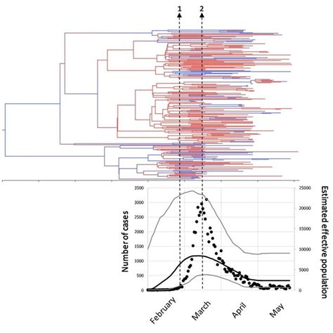 Phylodynamics Of Sars Cov From Madrid The Tree Shows The Dated