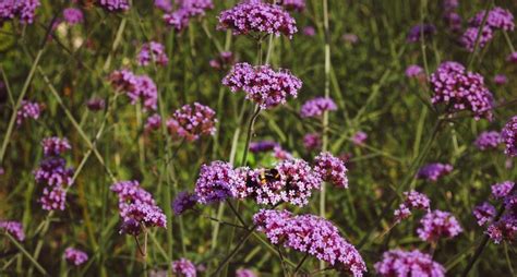 Drought Tolerant Plants for North Texas - Gecko Green