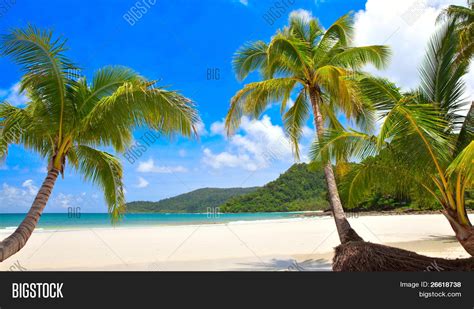 Three Palms On Beach Image & Photo (Free Trial) | Bigstock