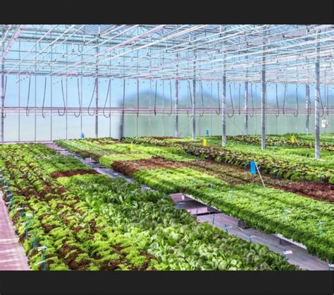 Greenhouse Vegetable Seeds at ₹ 75/piece in Pune | ID: 15491911133