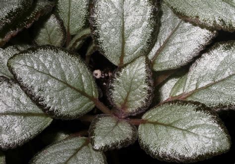 Episcia ‘silver Skies Gesneriad Reference Web