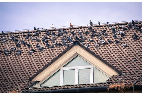 4 Benefits Of Professional Pigeon Proofing Excludetech