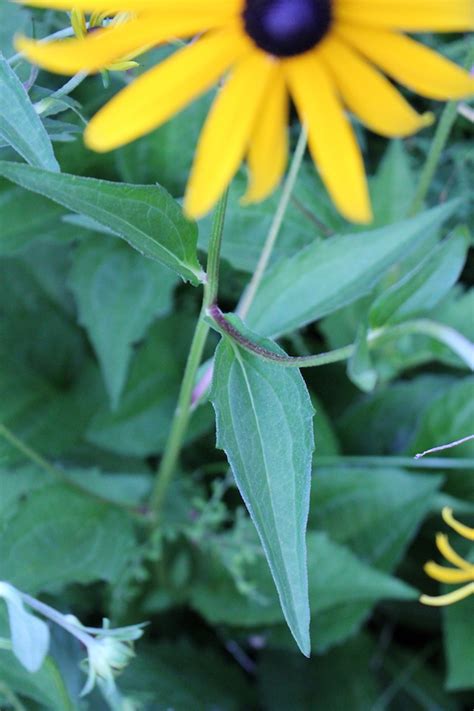 Black Eyed Susan Medicinal Uses — Practical Self Reliance