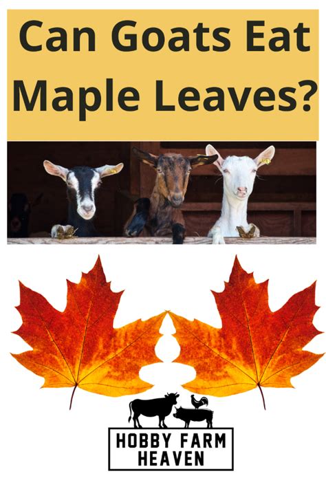 Can Goats Eat Maple Leaves Hobby Farm Heaven