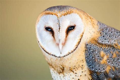 Do Owls Have Good Eyesight And Hearing? Answered In Detail