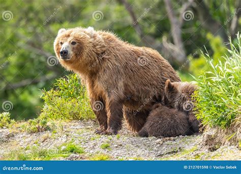 Ruling The Landscape Brown Bears Of Kamchatka Ursus Arctos Beringianus