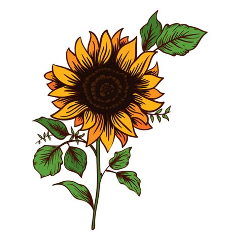 Dise Os Png De Planta De Girasol Para Camisetas Merch