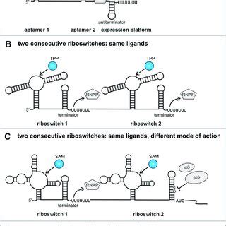 Synthetic Tandem Riboswitches A The Theophylline Aptamer Domain Was