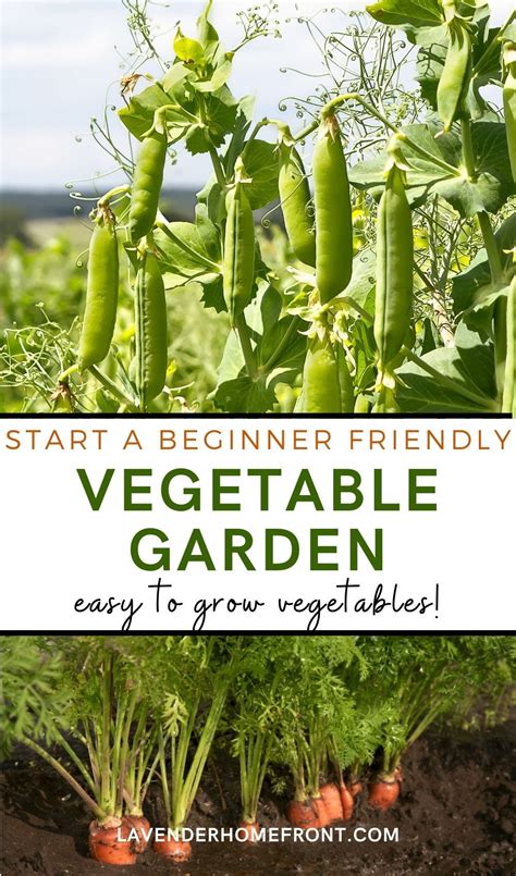 8 Of The Easiest Vegetables To Grow For Beginners Artofit