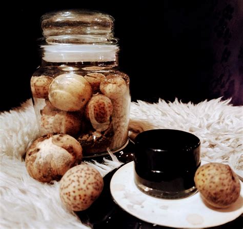 The Magical Life of A Tiny Wasp - by Winter Oracle