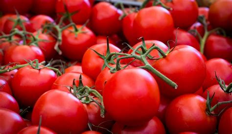 Starting Tomato Farming Business In Zimbabwe And The Business Plan