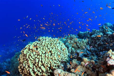 Korallenriff Im Roten Meer Stockbild Bild Von Wasser