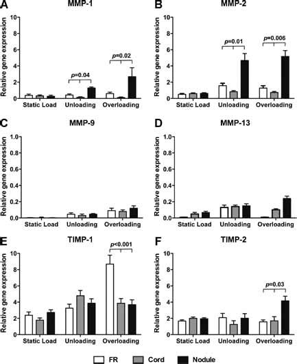 Mmp Timp Expression With Mechanical Loading Relative Gene Expression