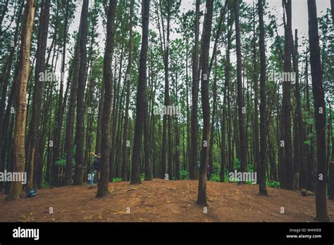 Vagamon, Kerala, India- 07 July 2019: Pine Forest in Vagamon hills is