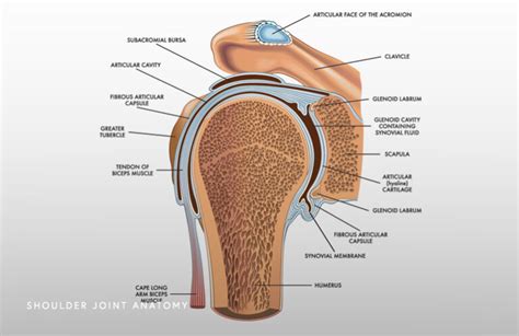 Painful Loose Shoulder MDI Schaumburg Thomas Obermeyer MD