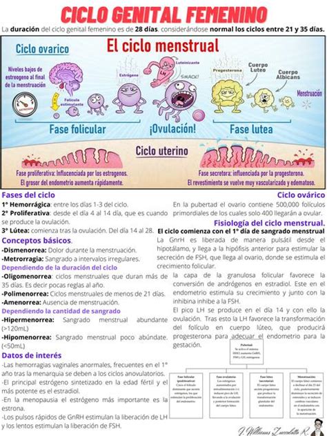 Ciclo Genital Femenino Ciclo Menstrual Ciclo Ovárico y Endometrial