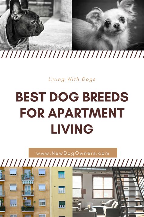 Best Dog Breeds for Apartment Living | New Dog Owners