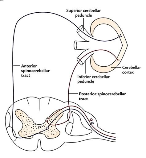 Easy Notes On 【Tracts of the Spinal Cord】Learn in Just 3 Minutes!