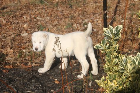 Great XXL alabai | Alabai dog, Giant dogs, Huge dogs