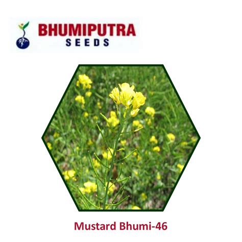 BHUMIPUTRA Hybrid Onion Bhima Super Seeds 500 GM LeafConAgro