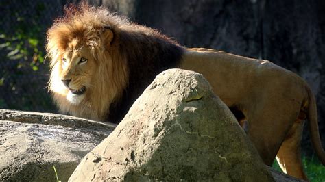 2022 Indianapolis Zoo schedule of events released | wthr.com