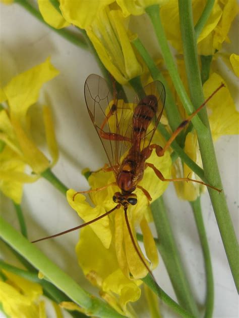 Beneficial Insects Canola Encyclopedia