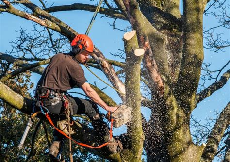 Expert Tree Removal Service By Colorado Tree Lawn Specialists