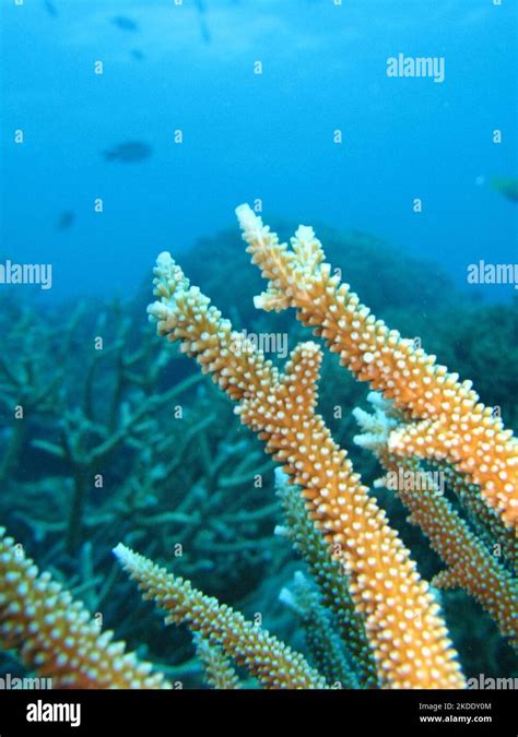 Staghorn Coral On Australias Great Barrier Reef Stock Photo Alamy