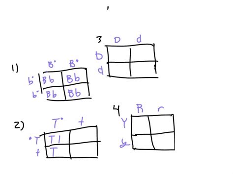 SOLVED: "Learning Task 1:Direction: Punnett Square: Supply the missing ...