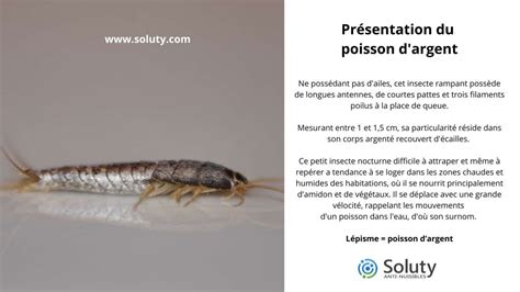 Poissons D Argent Conseils Pr Vention Et Traitements Soluty