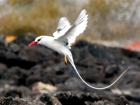 White-tailed Tropicbird – "OCEAN TREASURES" Memorial Library