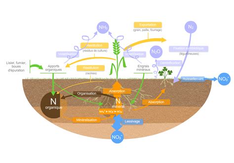 L azote est un élément indispensable à l agriculture mais il peut