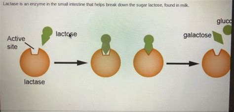 Solved Lactase Is An Enzyme In The Small Intestine That Chegg