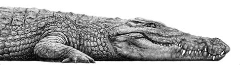 Realistic Crocodile Drawing | Important Wallpapers