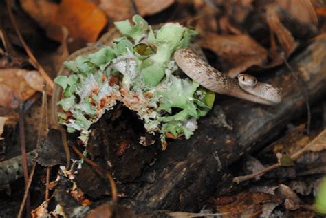 Dekays Brownsnake Project Noah