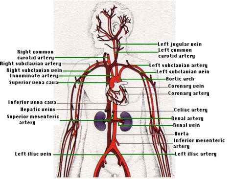 The Human Circulatory System I