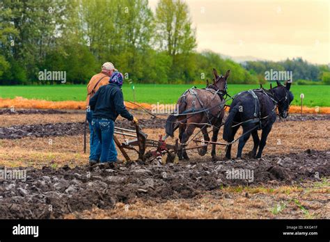 Plowing With Mules Hi Res Stock Photography And Images Alamy