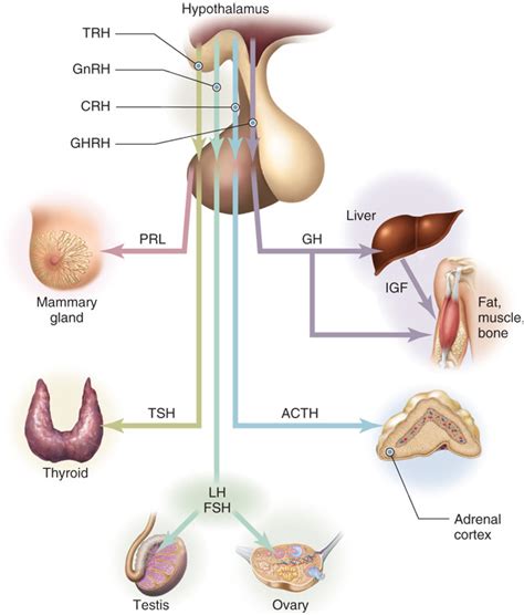 The Endocrine System Endocrinology Chapter 7 Diagram Quizlet