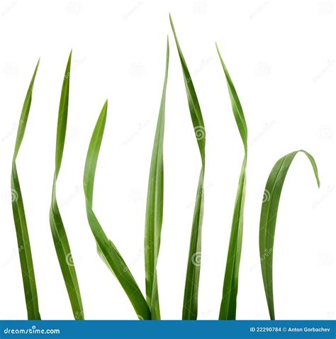 Blades of grass stock photo. Image of green, nature, alone - 22290784