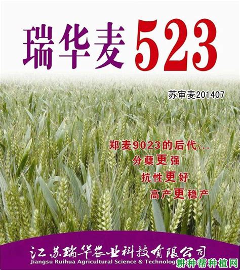 瑞华麦523小麦品种好不好？—【耕种帮种植网】