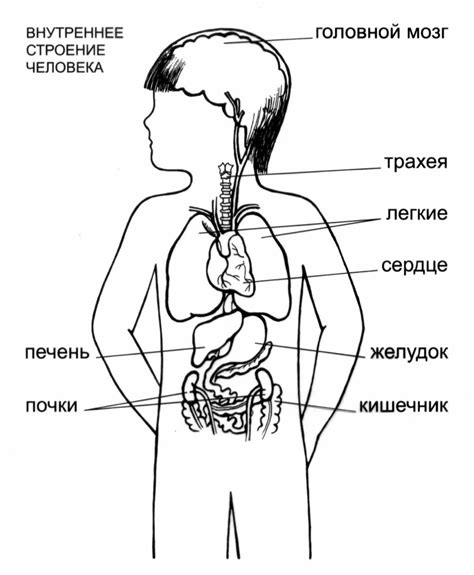Раскраски Строение тела человека 2 класс (27 шт.) - скачать или ...