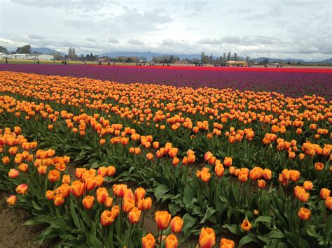 Tulip Farm In Skagit Valley Last Week Worth Visiting Every Year R