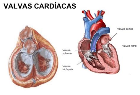 O que é sopro no coração Unicardio