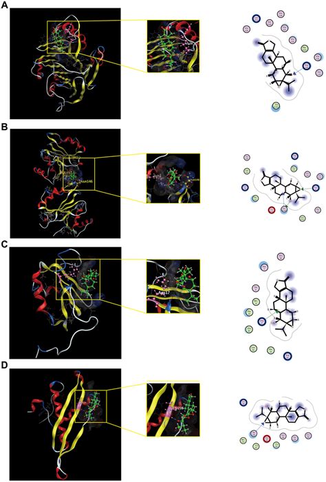 Mechanisms Of Action Of Triptolide Against Colorectal Cancer Insights