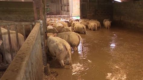 Inondations dans le Pas de Calais la détresse d un agriculteur