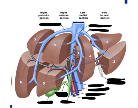 segmental anatomy quiz